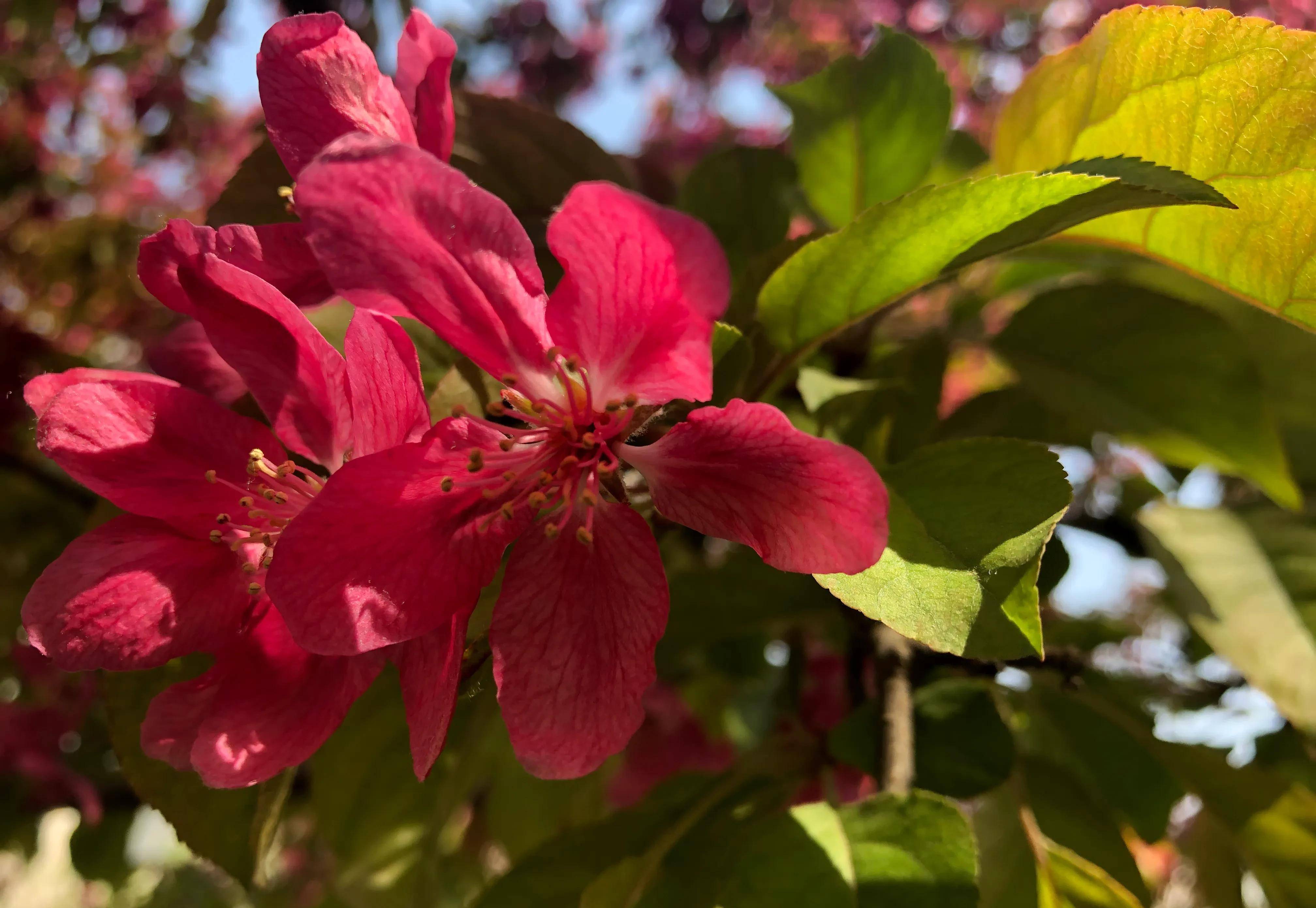 花溪花海如潮,景美如畫,海棠樹下,小月河旁,人流如織_品種_公園_白花