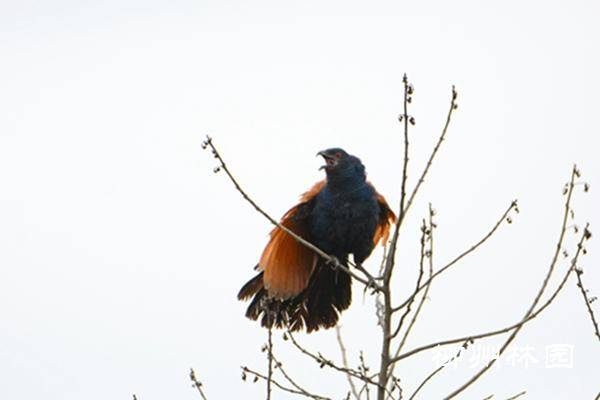 名鸡却非鸡的"红毛鸡"_叫声_展开_光泽