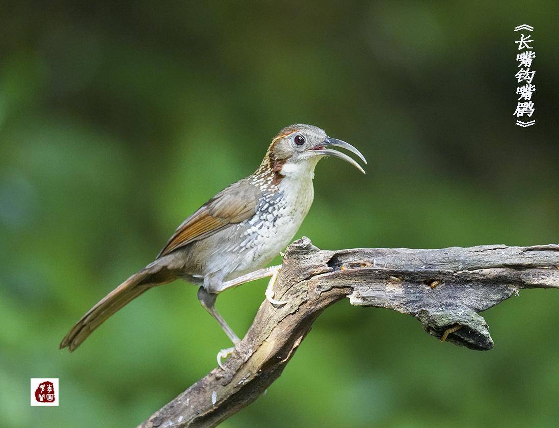 长嘴钩嘴鹛(鸟类科普第二期)_褐色_白色_亚种