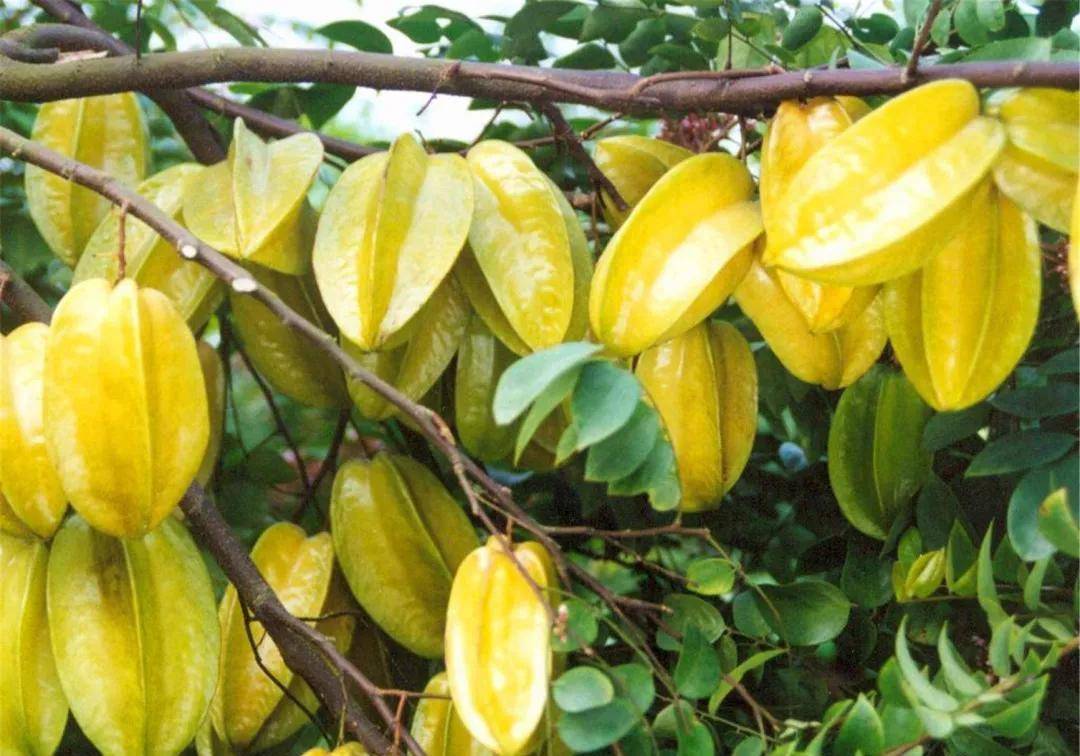 阳桃,尽管它有它的美,花之精巧,果之剔透,但在我