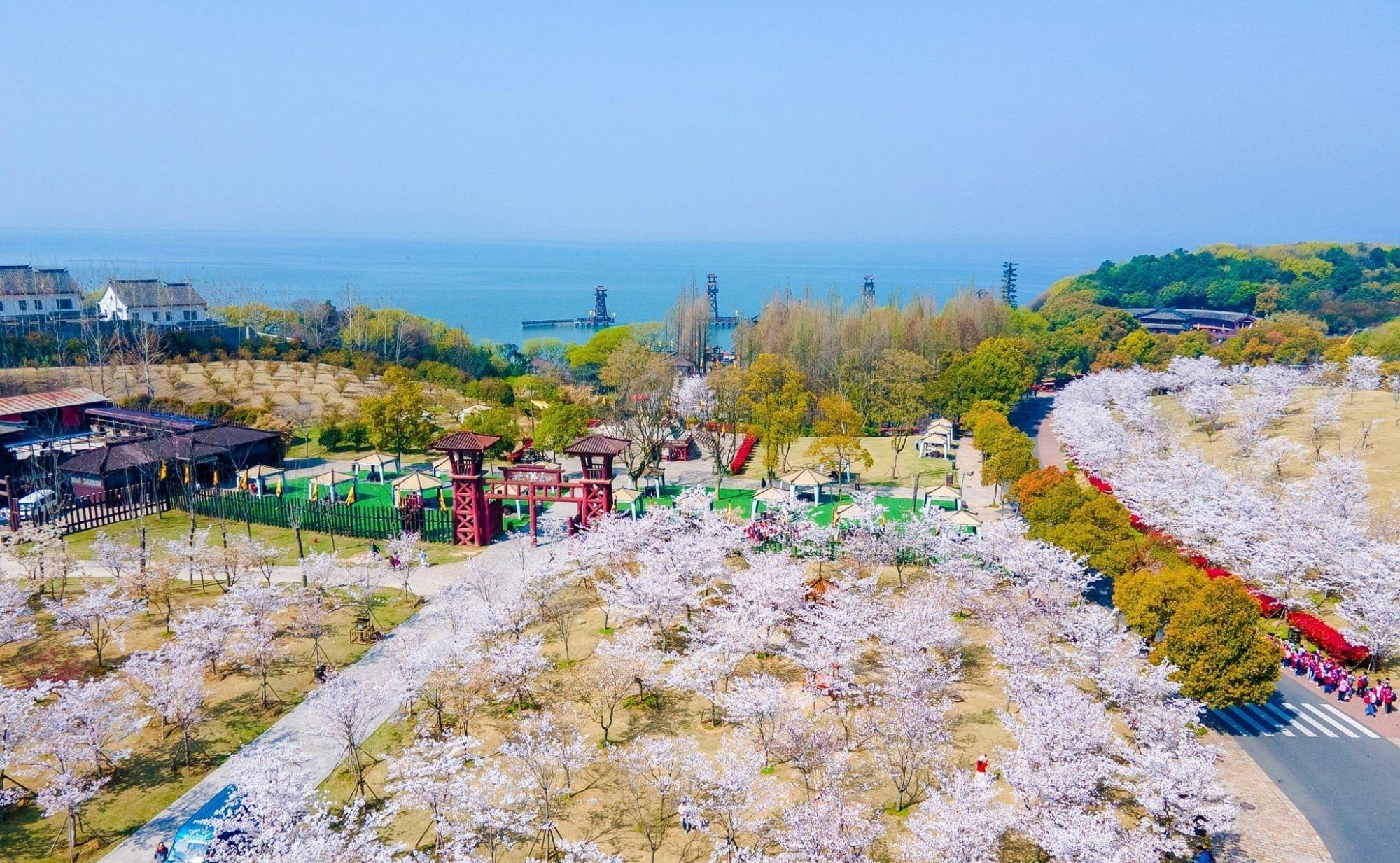 公园内樱花众多,不远处就是太湖清澈的湖水和湖面上漂浮的古战舰,使