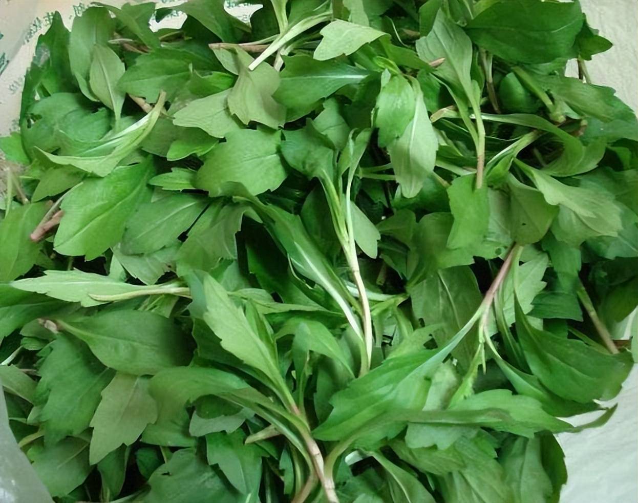 庄稼里的害草,过去总是铲除,用来喂牲畜,其实是能养生的野菜_马兰头