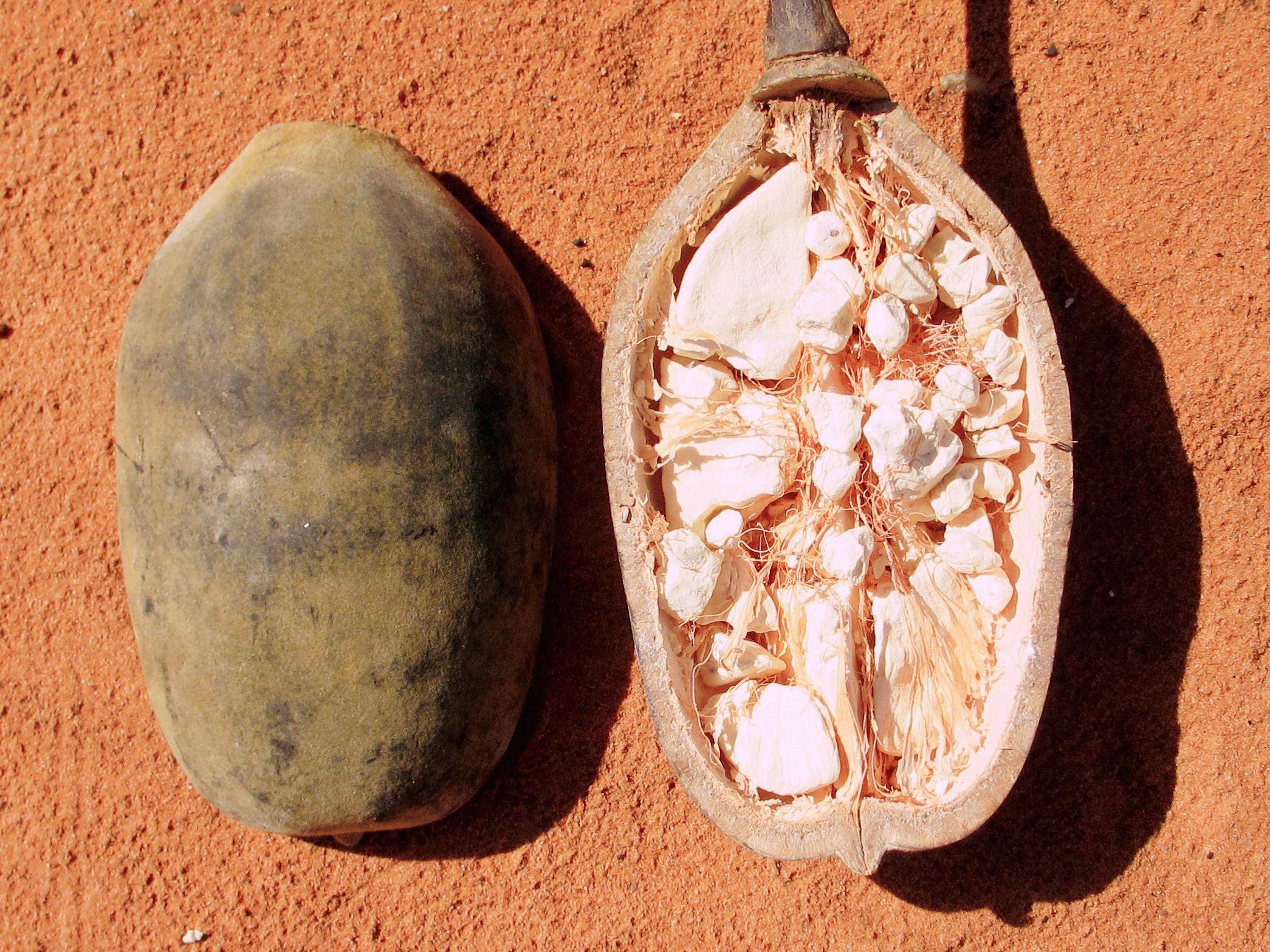 非洲人的"宝藏树",能吃能喝能住,网友:难怪他们不劳作_熊猫_树干_植物