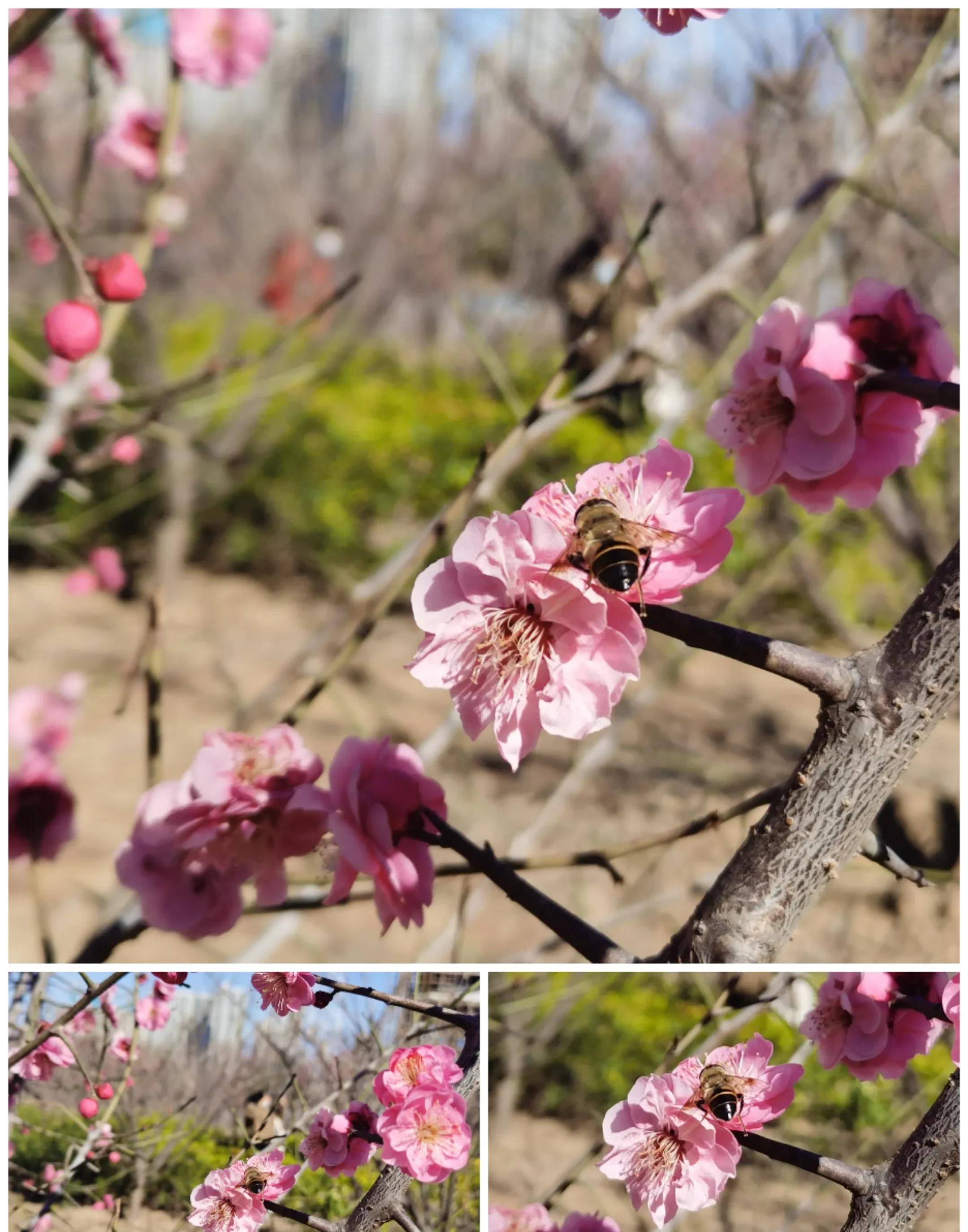 有红须朱砂,长蕊宫粉,桃红台阁,紫蒂白,小绿萼等10多个品种