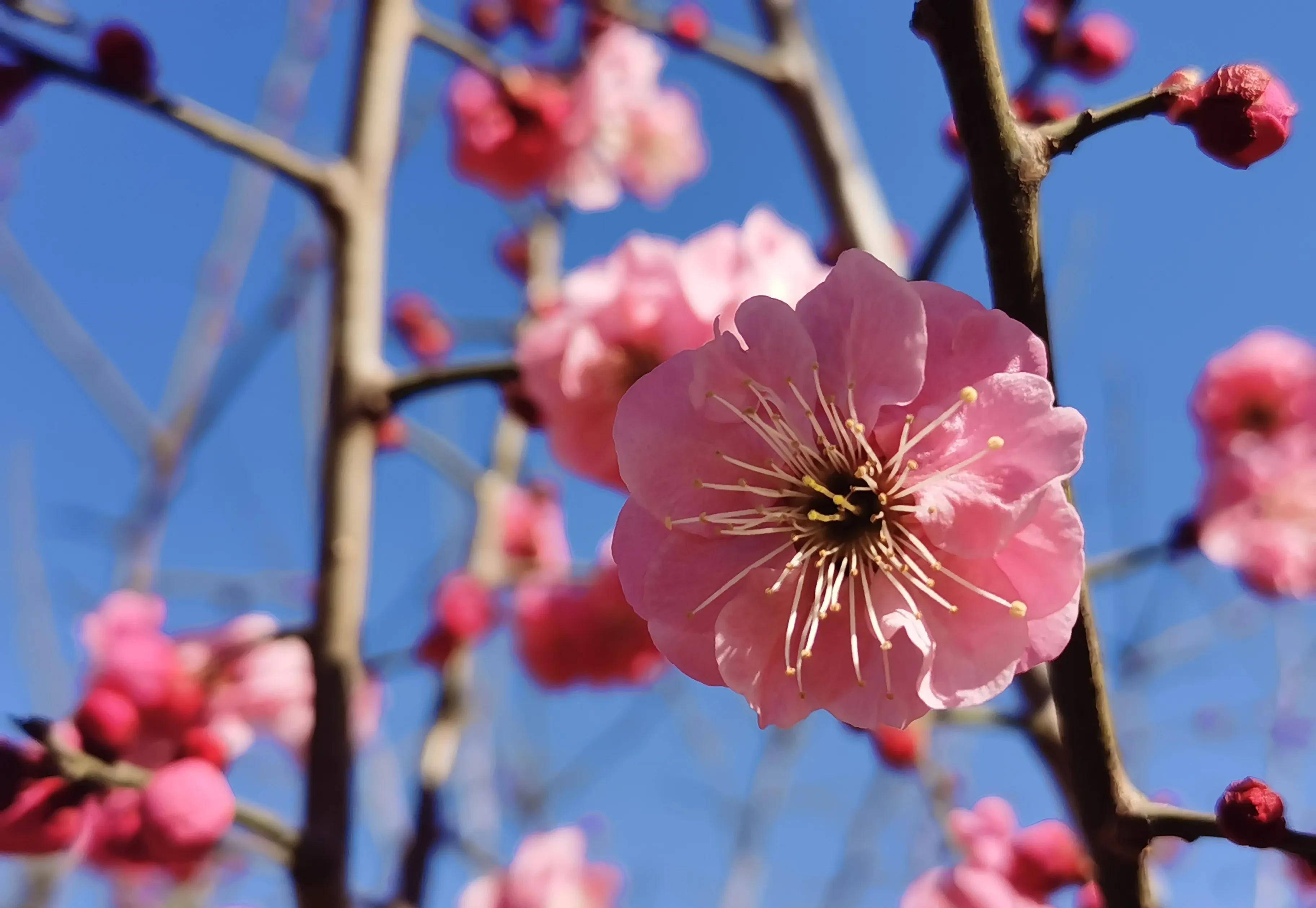 有红须朱砂,长蕊宫粉,桃红台阁,紫蒂白,小绿萼等10多个品种