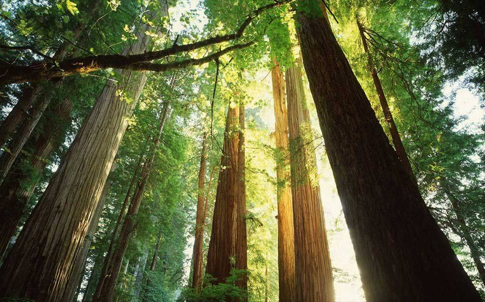 皇太子缅甸柚木地板所采用的材料均源于缅甸原始森林,缅甸是世界上