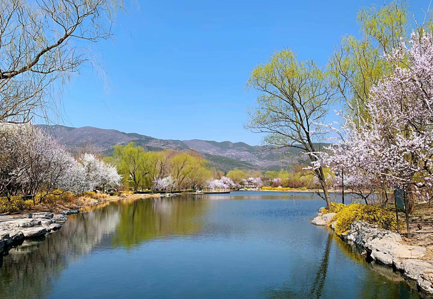 原创正是踏青赏花好时节这份北京公园赏花指南送给您