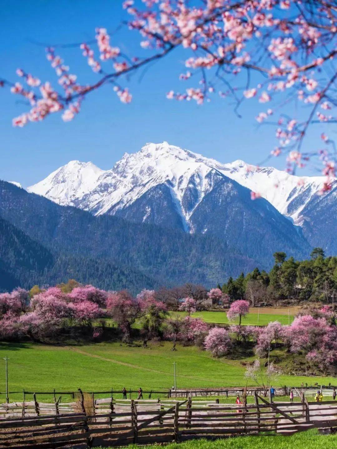 打卡最美桃花,睡进雪山桃林,错过等一年!_村子_波密_地方