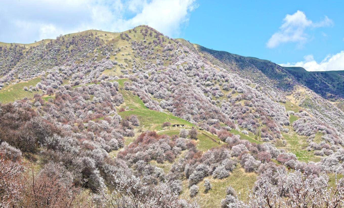 吐鲁番杏花沟图片