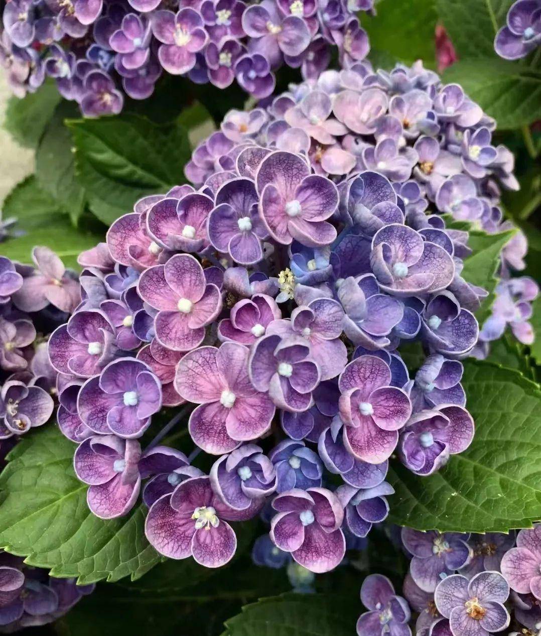 盘点28个绣球品种,缤纷又梦幻!我就不信你看不中~_开花_花色_花球