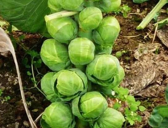 种一次可以吃一年的这个菜，堪称包菜中的“战斗机”！(图2)