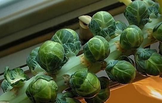 种一次可以吃一年的这个菜，堪称包菜中的“战斗机”！(图3)