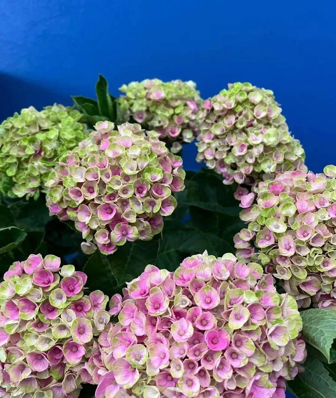 盘点28个绣球品种,缤纷又梦幻!我就不信你看不中~_开花_花色_花球