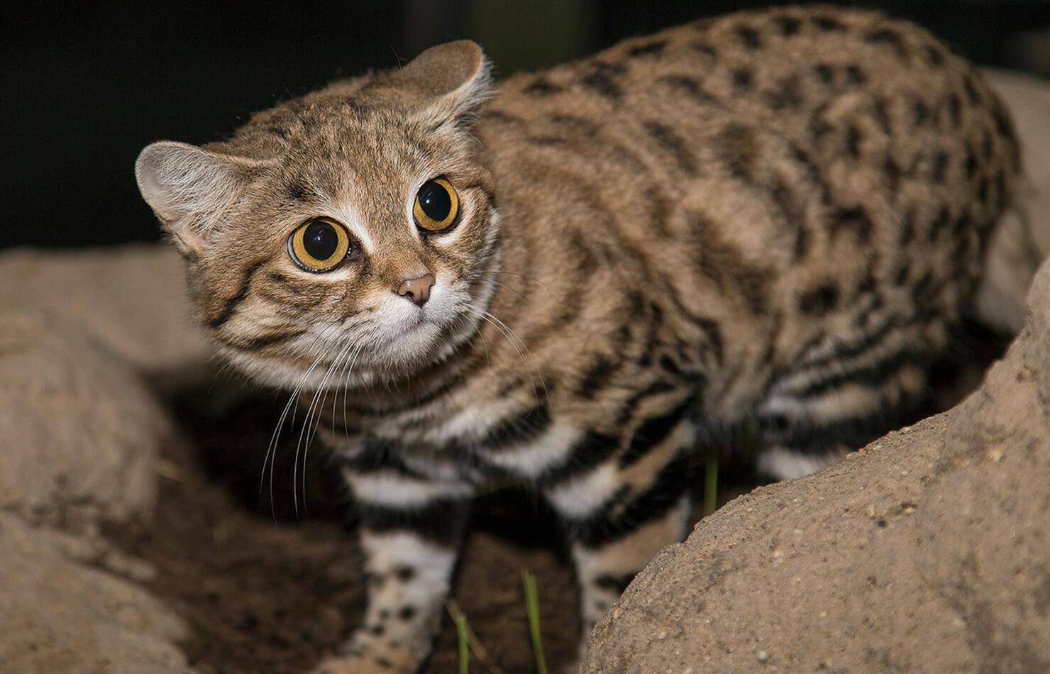 高清图集|盘点5种濒危的猫科动物_猞猁_猎物_因为