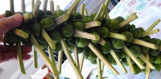 种一次可以吃一年的这个菜，堪称包菜中的“战斗机”！(图4)