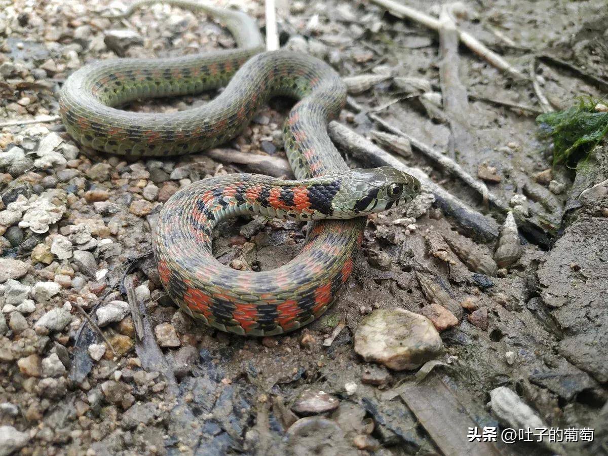 贵州蛇的种类图片图片