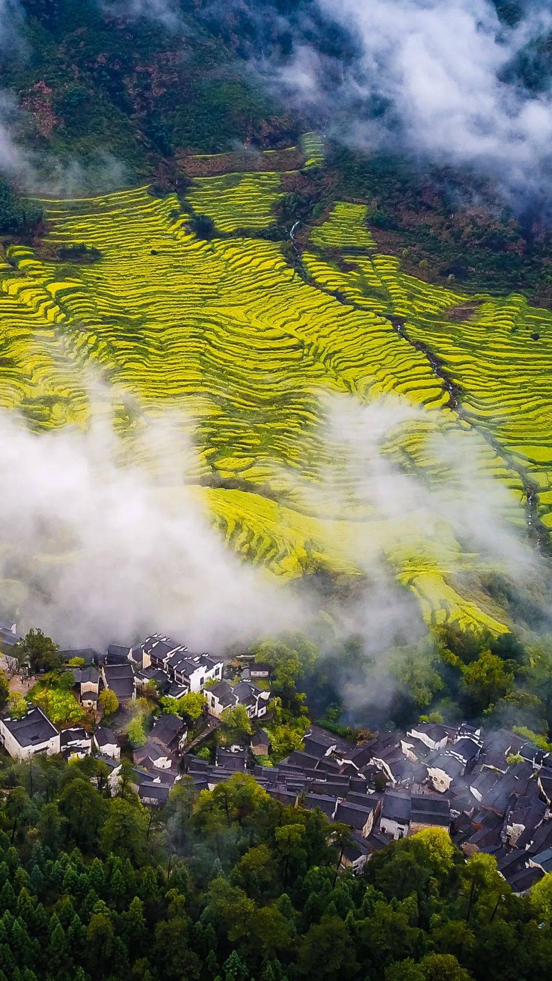 最新花情 | 婺源篁岭油菜花已进入观赏期!_古村_花海_实况