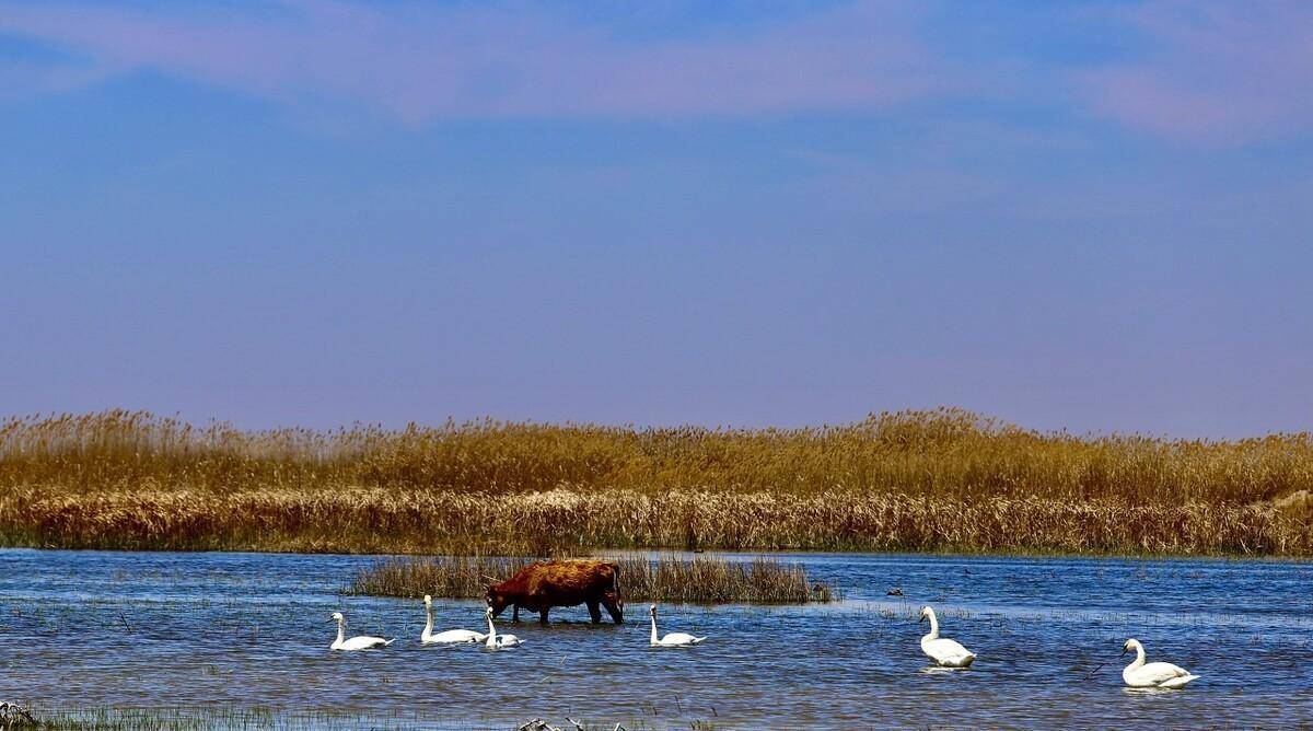 盘点内蒙古4个湖泊,其中1处被誉为"塞外西湖",你去过吗?