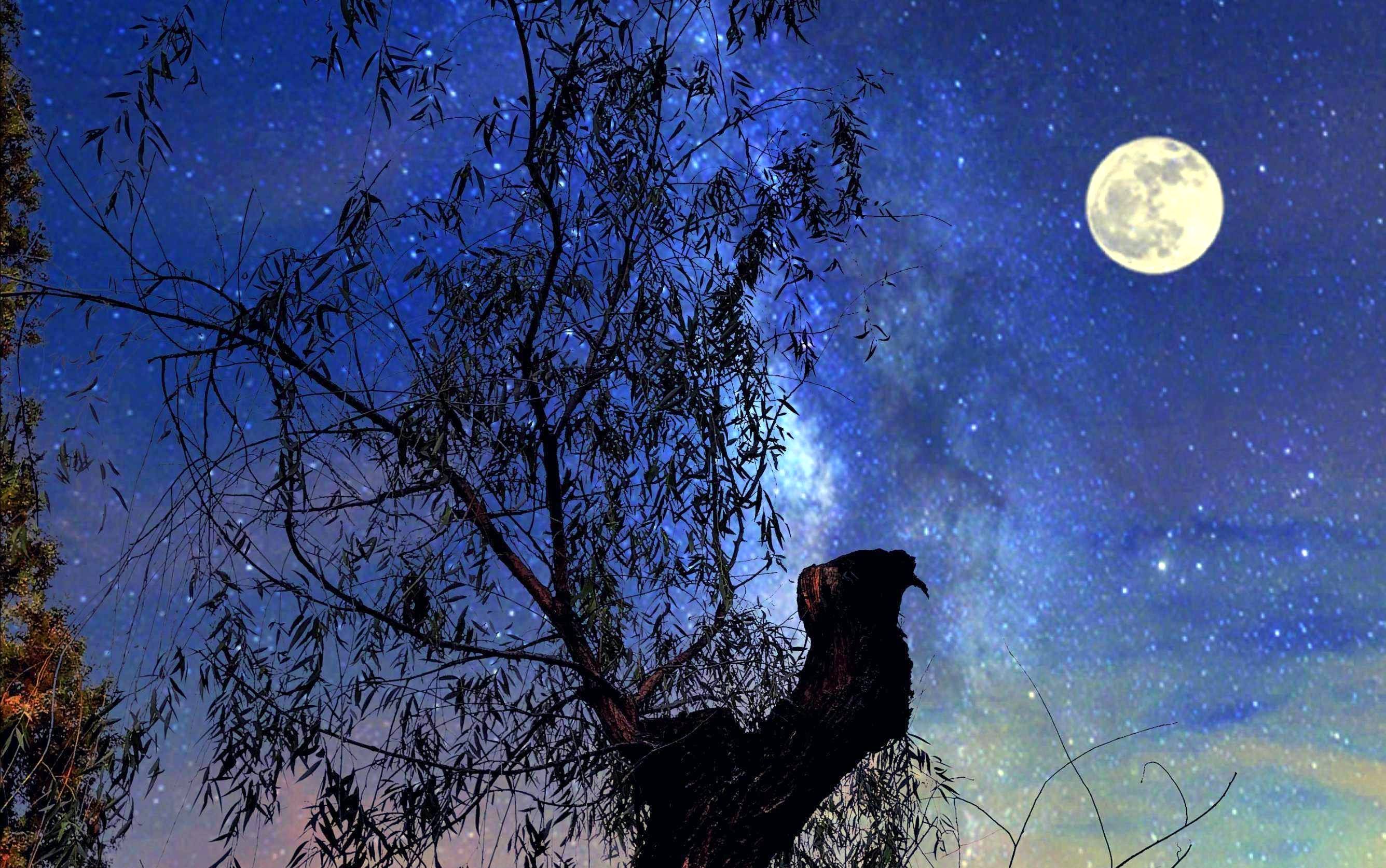 狐狸拜月,隐含的传统文化元素,生命中的五行!_阎莫_古人_宝珠