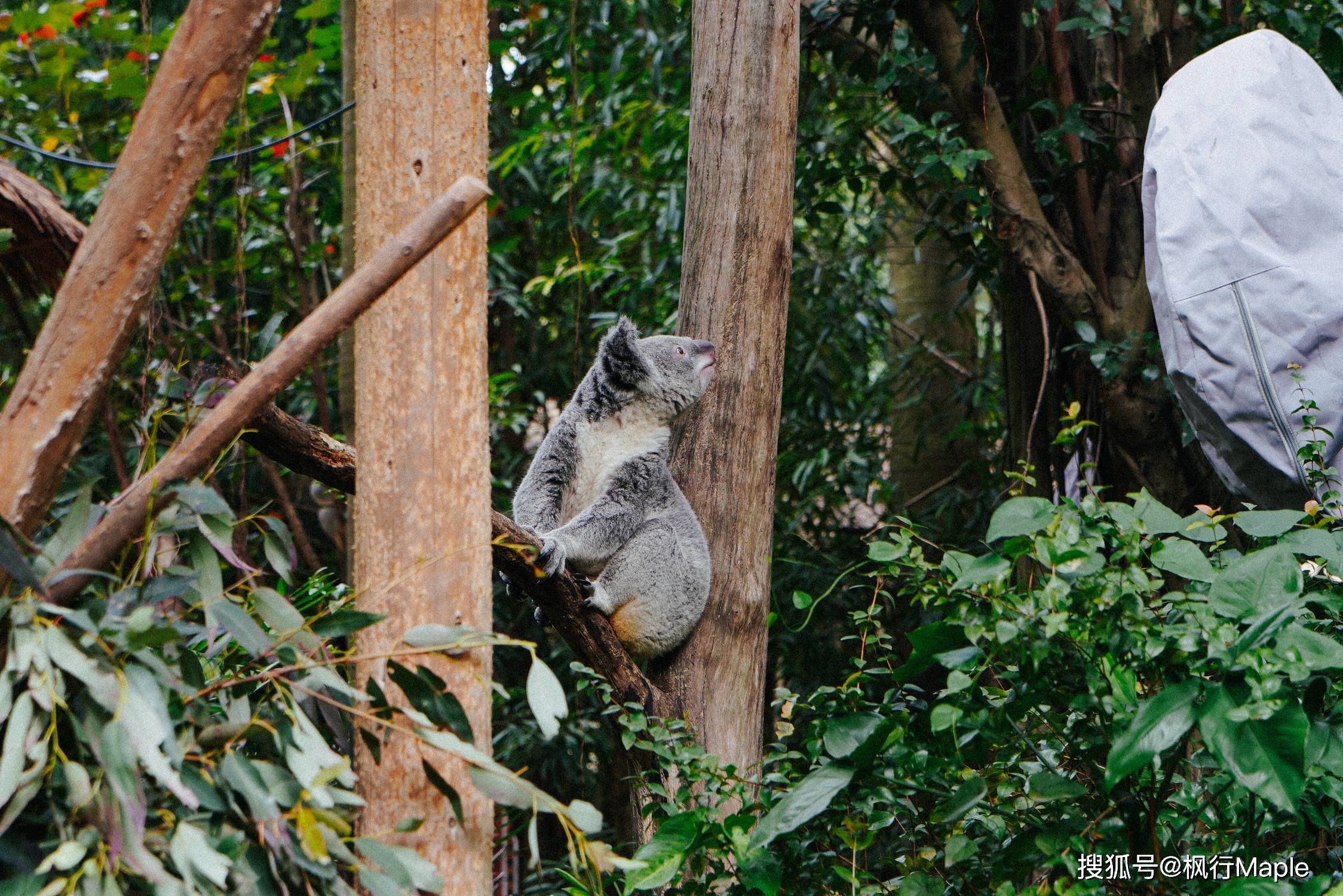 我国首个获批引进考拉的动物园已成功繁育考拉家族第七代_新浪财经_新浪网