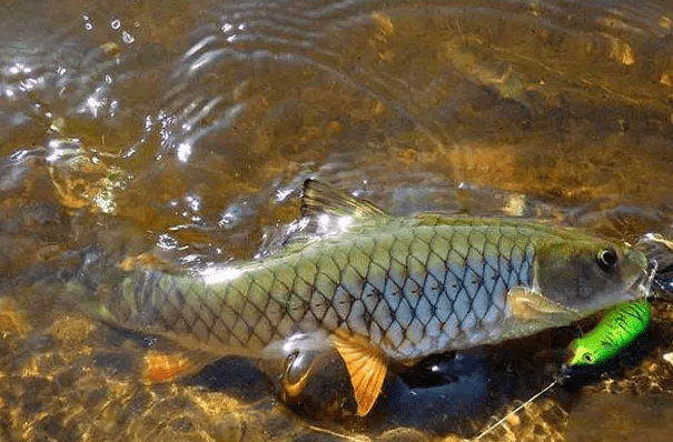 军鱼被称为"淡水之王",它的价格那么贵,可以放鱼塘里养吗?