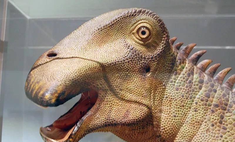 十大蜥脚类恐龙排名图片