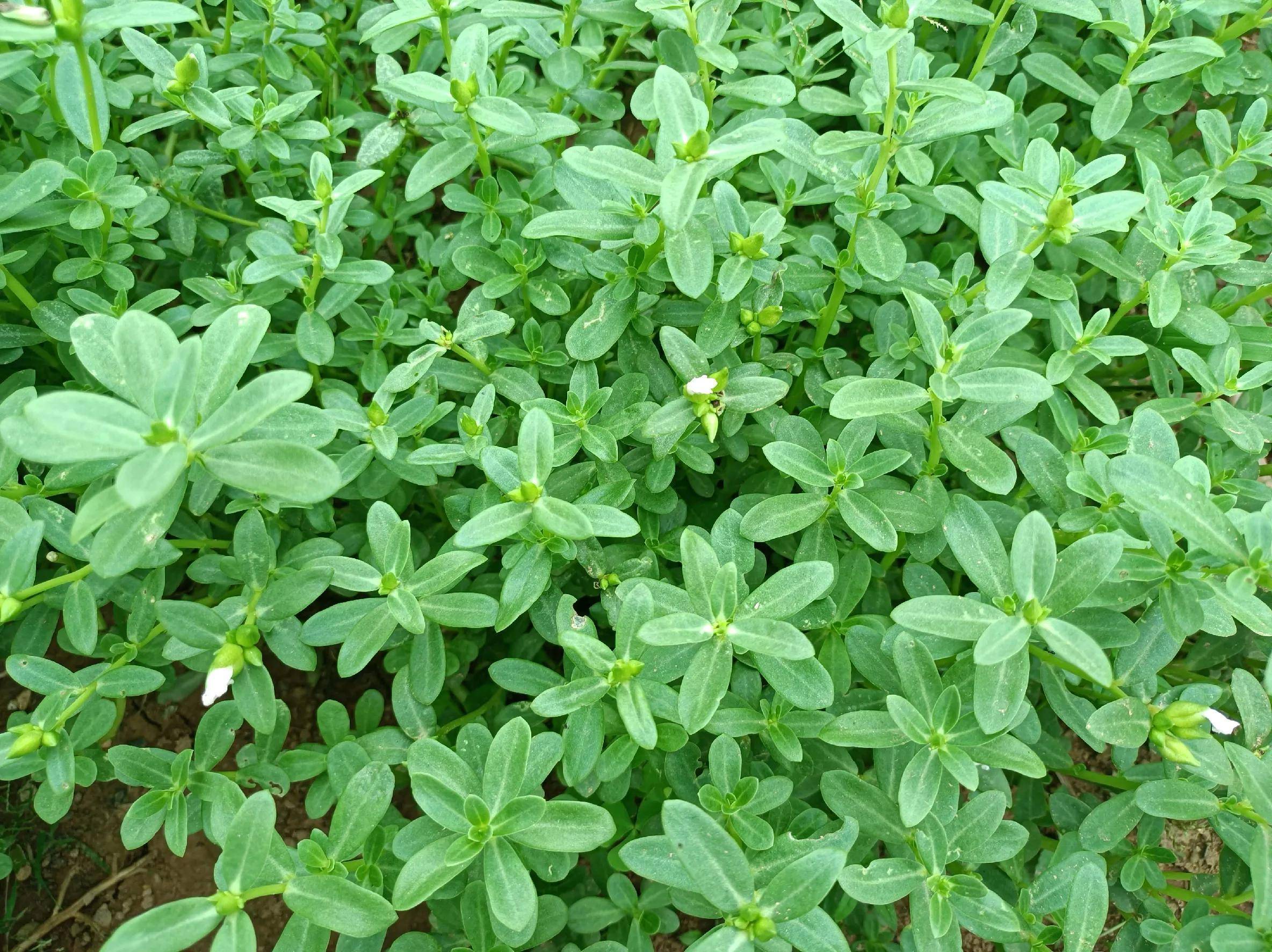 清淡少油,多吃3種應季野菜,身體越來越好_艾葉_馬齒莧_來源