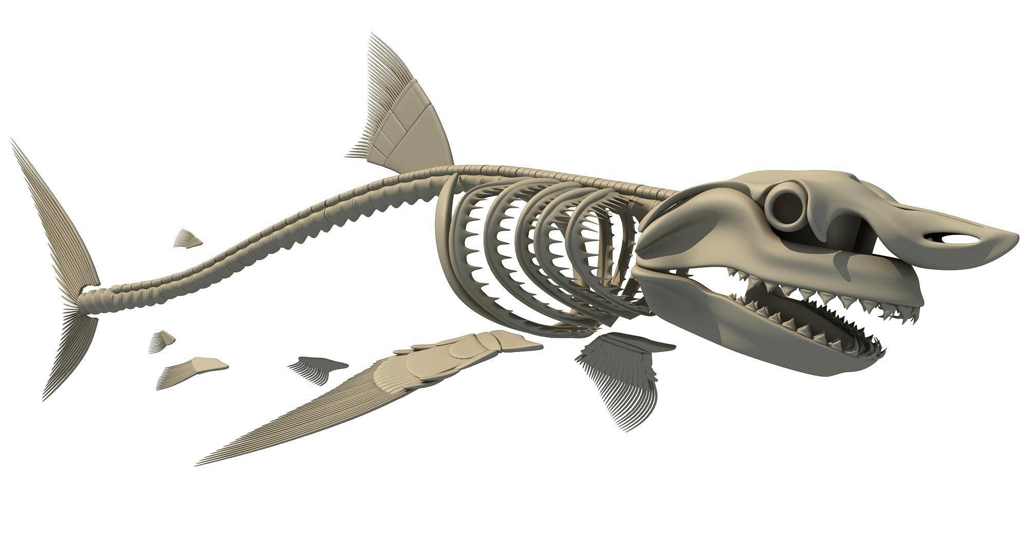 软骨鱼的骨头图片