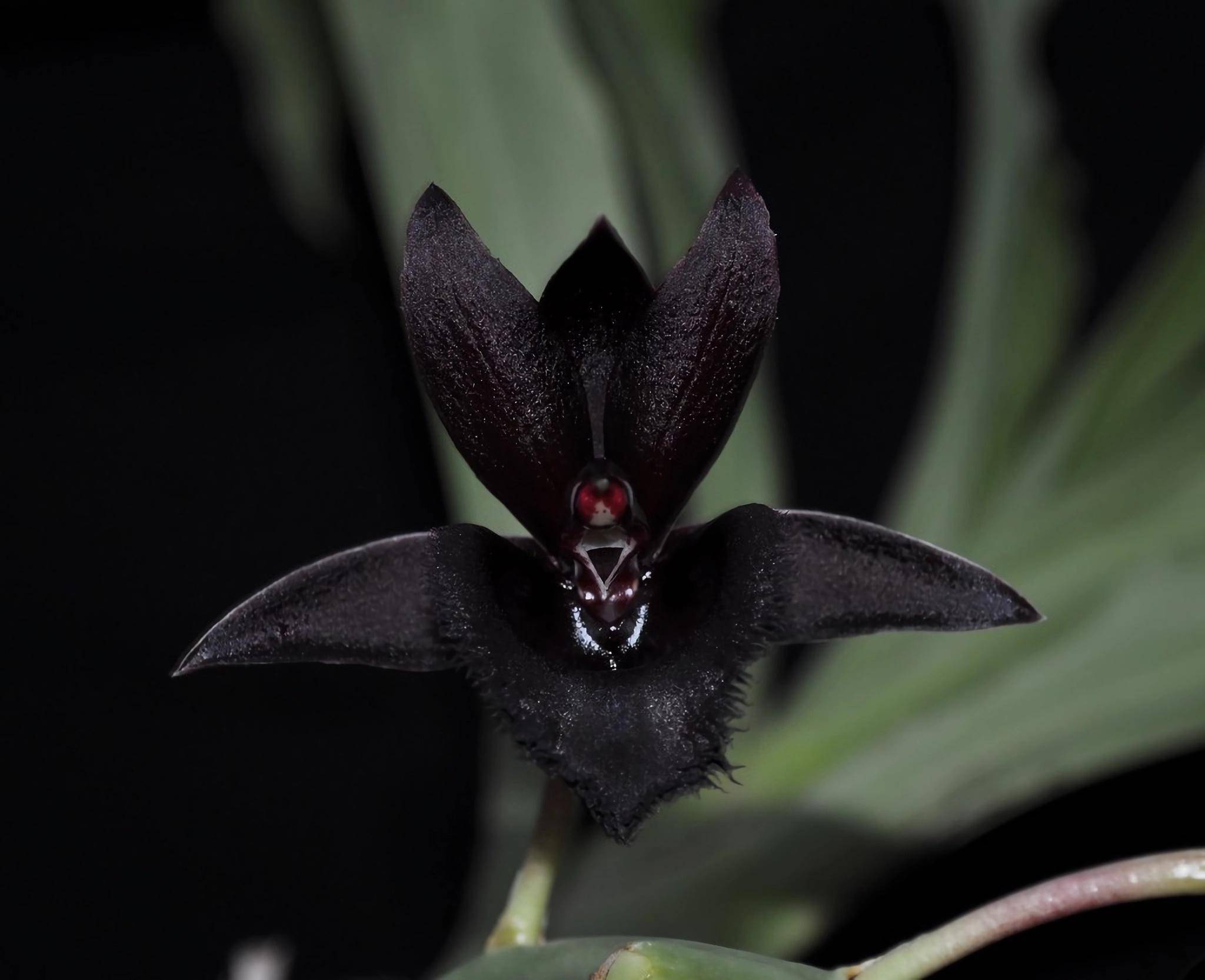 吸血鬼兰花(vampire orchid)这些花卉不仅让我们感受到了大自然的神奇