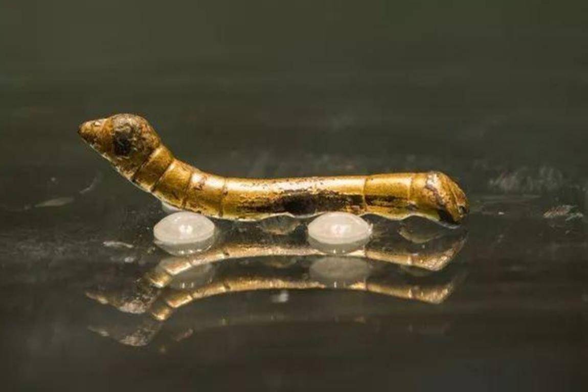 农民抓鱼时捡到一条"金蚕",拒绝2万收购,上交国家成一级文物_老谭