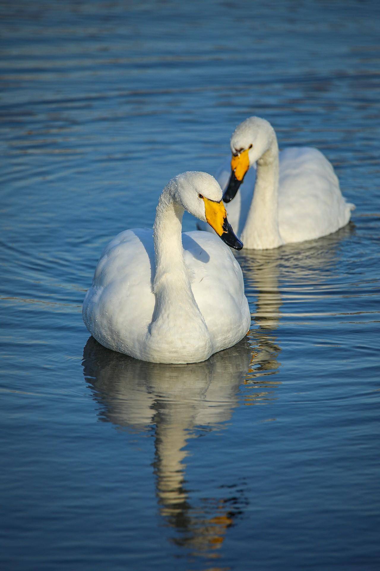 其喙部的基部主要呈现黄色,范围较小天鹅的的喙部黄色范围更大,大天鹅