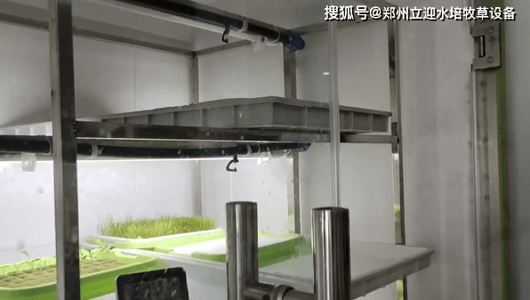 怎么育蔬菜苗？学会这个水培方法，种植不缺苗！(水蔬菜种植)