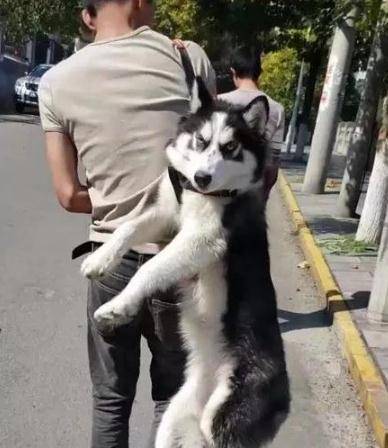 时候_宠物_表情