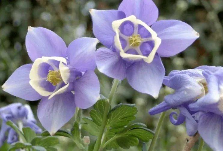 金诃藏药:蓝色妖姬——榜嘎,可清热,解毒,利湿_乌头_治疗_船盔