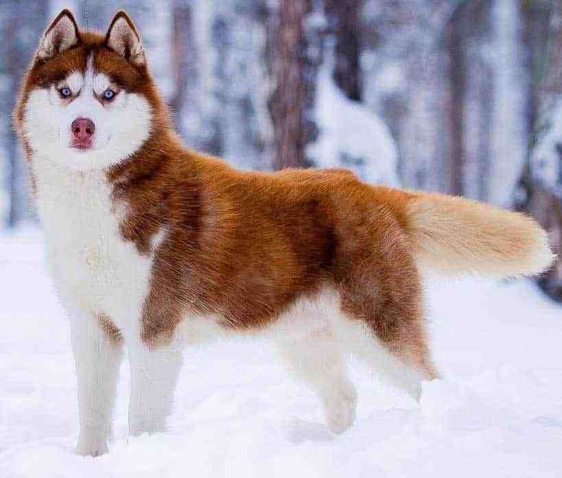 塞佩莱西伯利亚雪橇犬图片