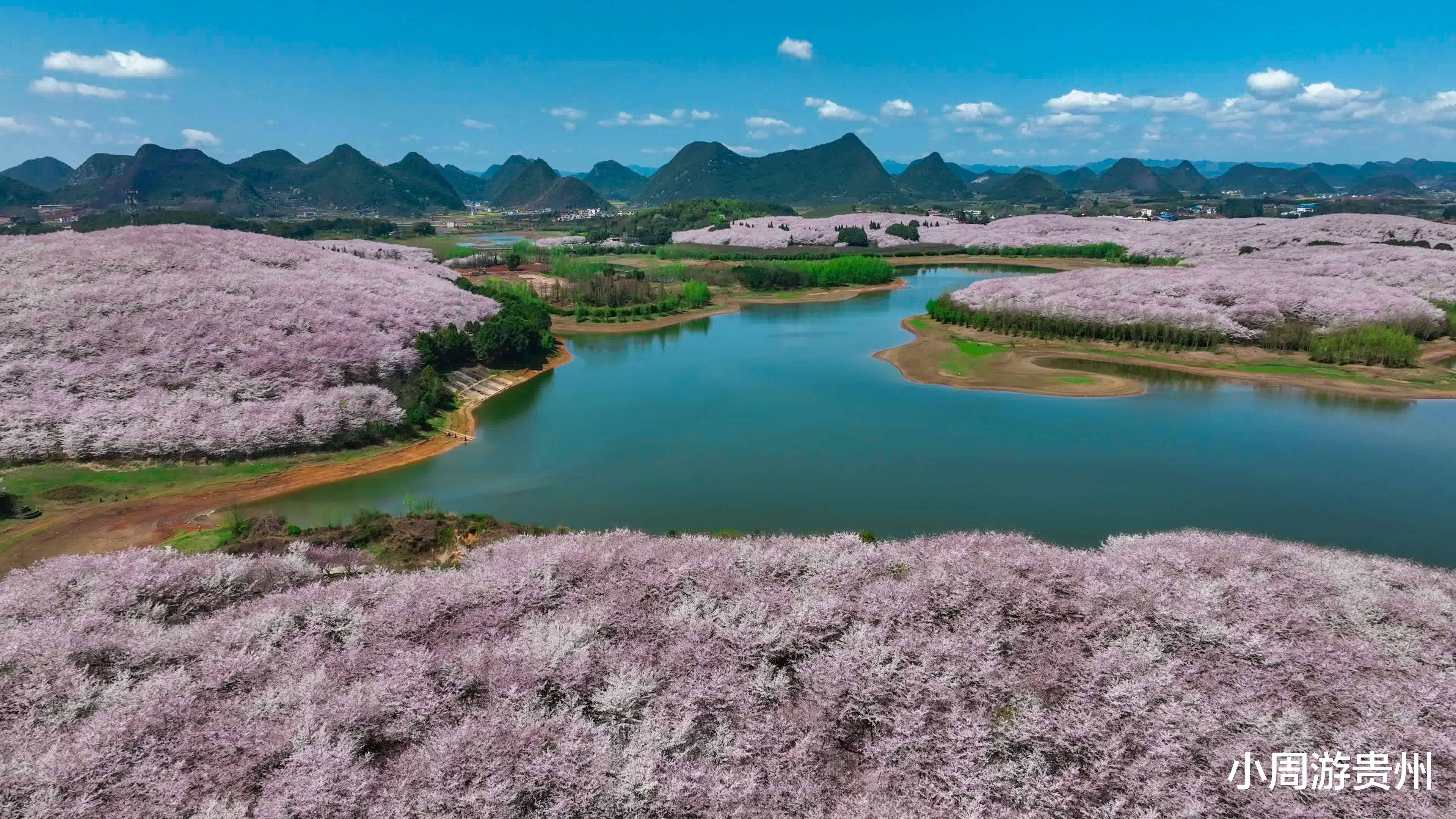 是平坝樱花,还是贵安樱花?我们最大的樱花园引"花粉"热议!