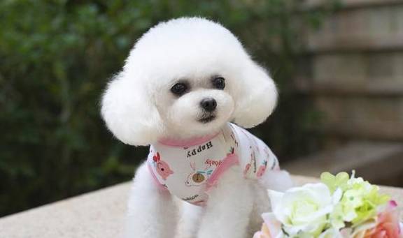 茶杯犬好养活吗茶犬的体型非常小,实际上很难饲养,这意味着与其他品种