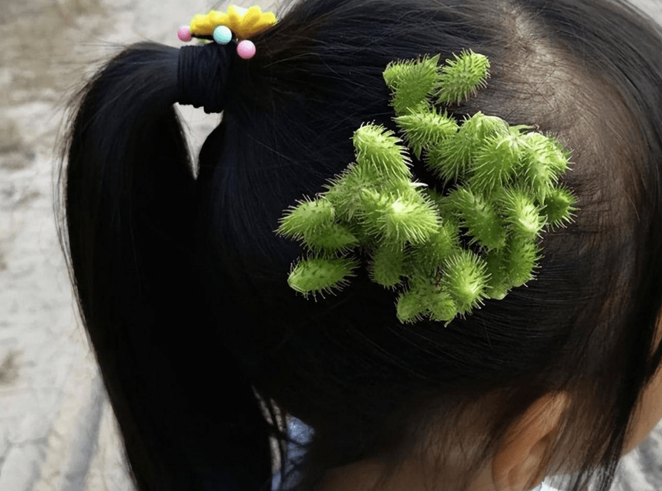 童年记忆成农业毒瘤!苍耳究竟做错了什么?_我国_意大利_种植地