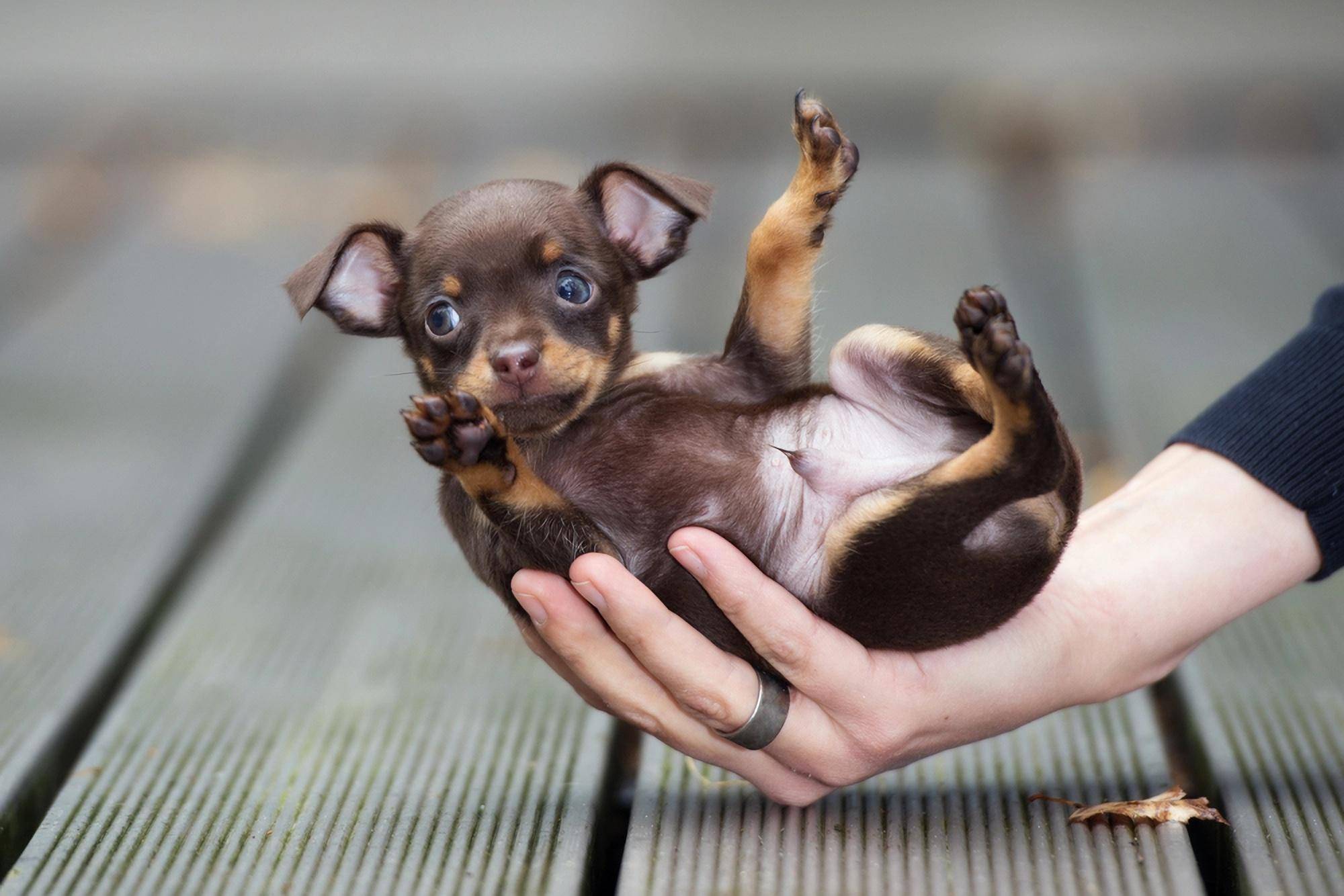 茶杯犬图片可爱品种图片