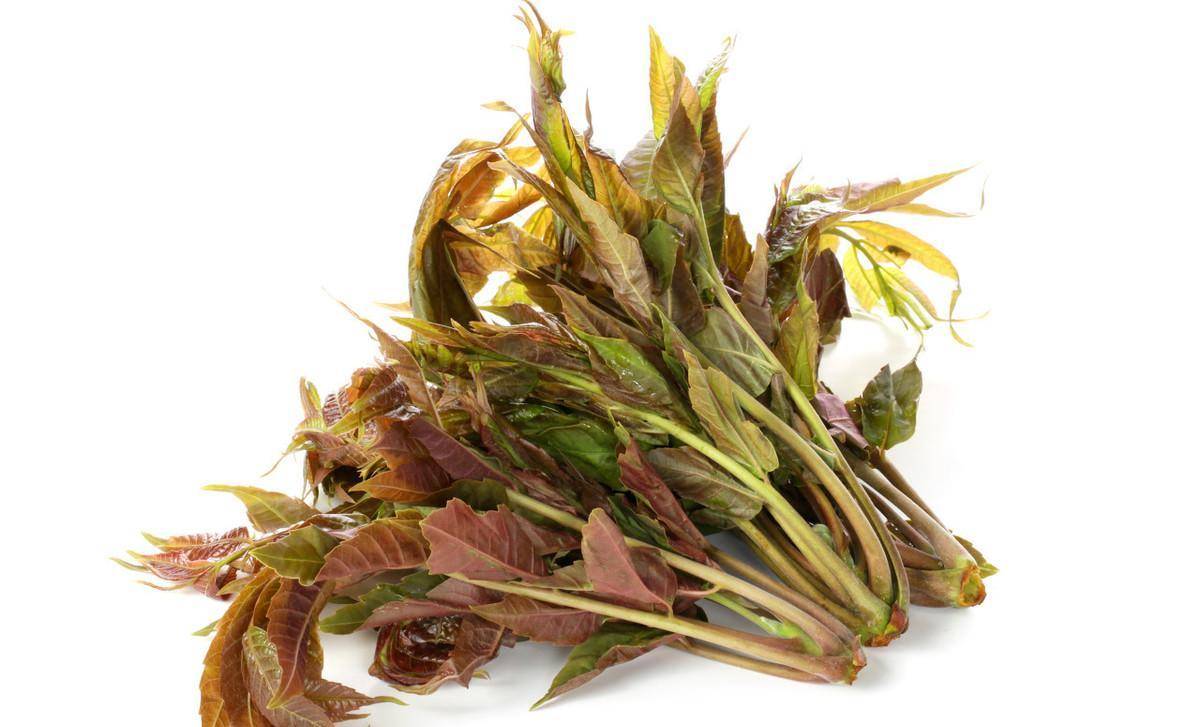 天下椿芽数阜阳 太和贡椿分外香_香椿_祝顺昌_京城