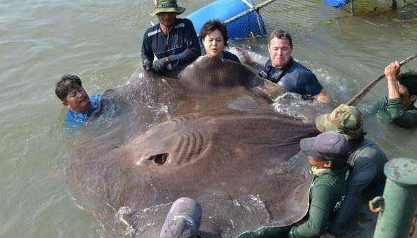 巨型淡水黃貂魚是世界上最大的淡水魚之一,這種魚生活在幾百萬年前,沒