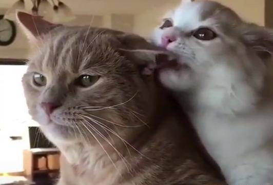 主人看到小母猫在咬耳朵,大橘:我媳妇我宠着,你看不惯别看!