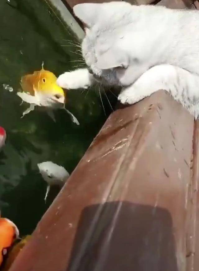 抖音"精灵"猫咪,就爱和鱼玩,还发生这神奇一幕,有精灵神力?