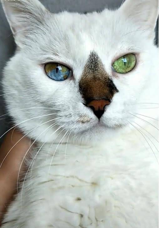 猫咪一双"异色双瞳"爆红,真相却令人心酸,主人:宁愿