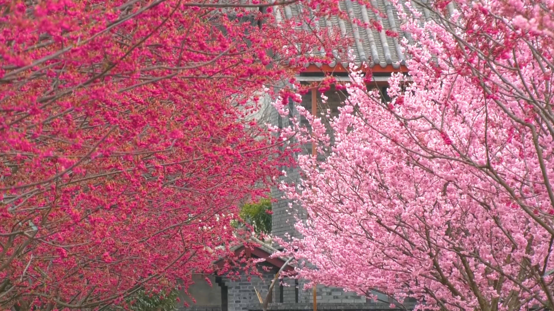 斑竹园樱花林图片