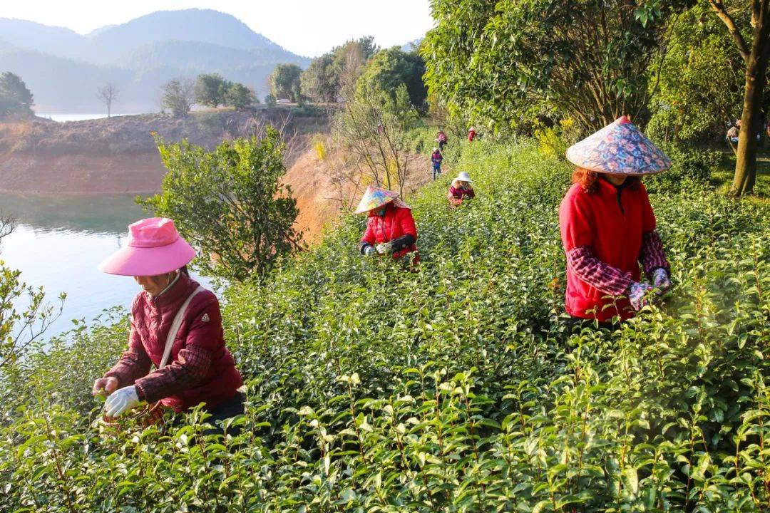 也讓遊客,茶商,知名茶企和茶葉專家進一步瞭解了千島湖茶在品種改良