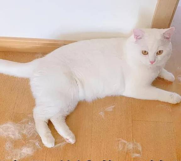 南方人养猫vs北方人养猫,竟然存在这5个"差异"_猫咪_暖气_毛发