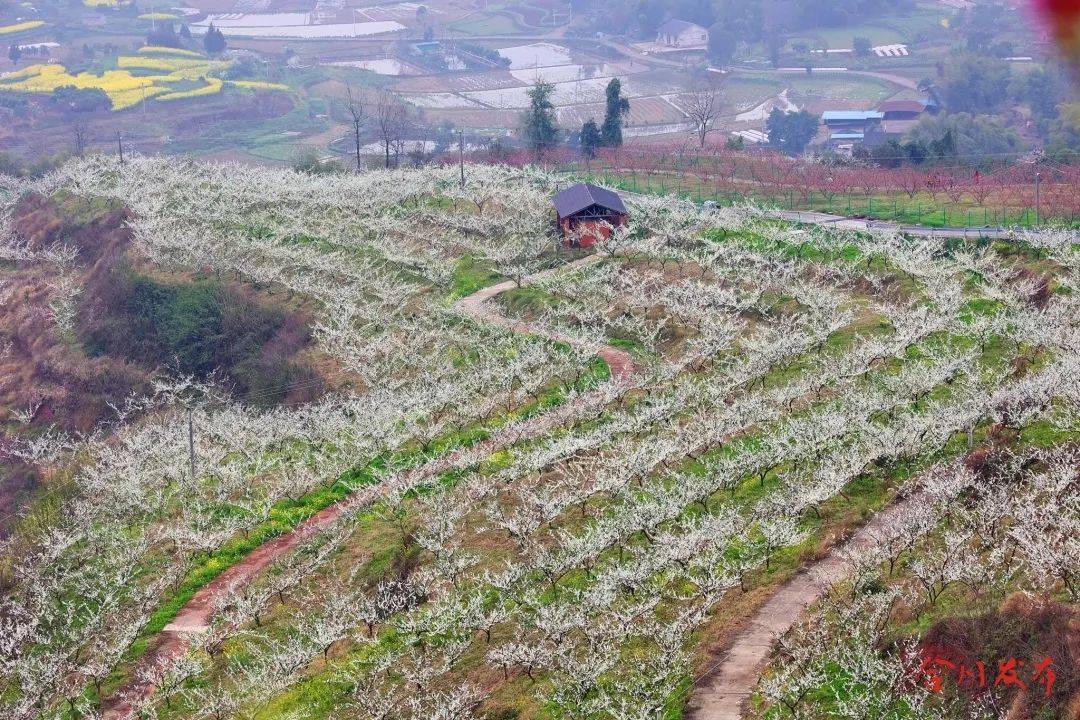 阳春三月,肖家桃李芬芳据介绍,肖家镇位于合川区东北部,幅员面积29.