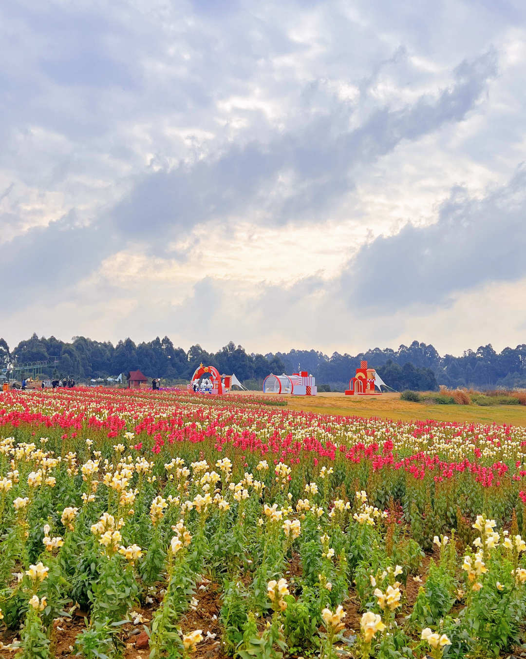 门票原价45元/人,网络特惠仅19.9元/人空港花田