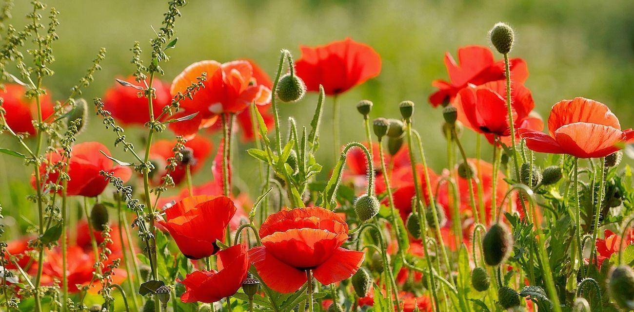 盘点九种既悲伤又虐心的花语的花_蒲公英_别名_昙花